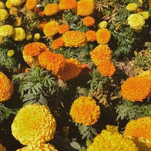 Meet your Posher, Jaslyn